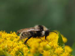 Image of Bombus campestris (Panzer 1801)