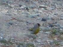 Image of Lawrence's Goldfinch