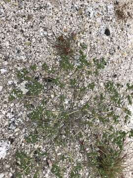 Image of Eremocarya micrantha (Torr.) Greene