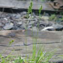 Image of Carex breviculmis var. breviculmis