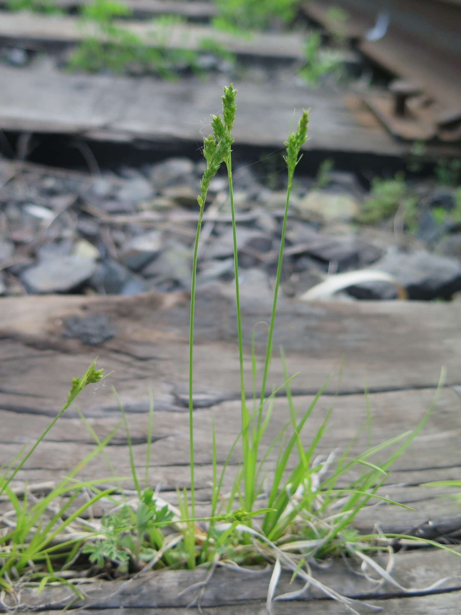 Image of Carex breviculmis var. breviculmis