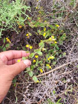 صورة Aspalathus perforata (Thunb.) R. Dahlgren