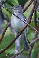 Image of Lesser Elaenia