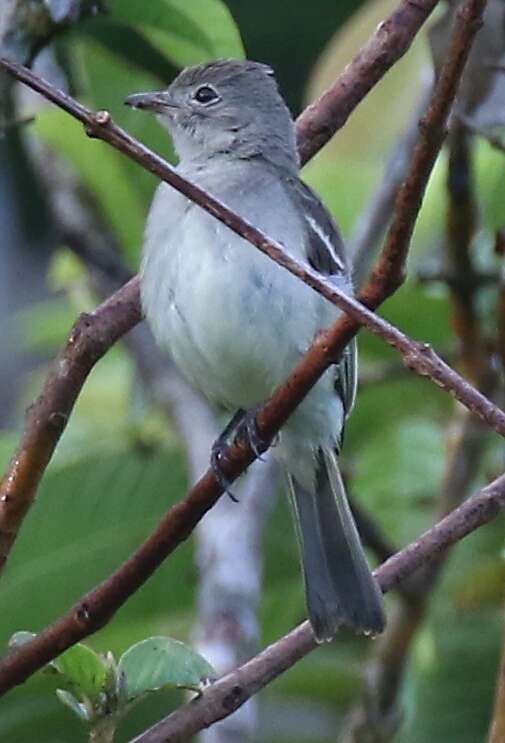 Image of Lesser Elaenia