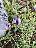 Plancia ëd Linaria amethystea subsp. amethystea