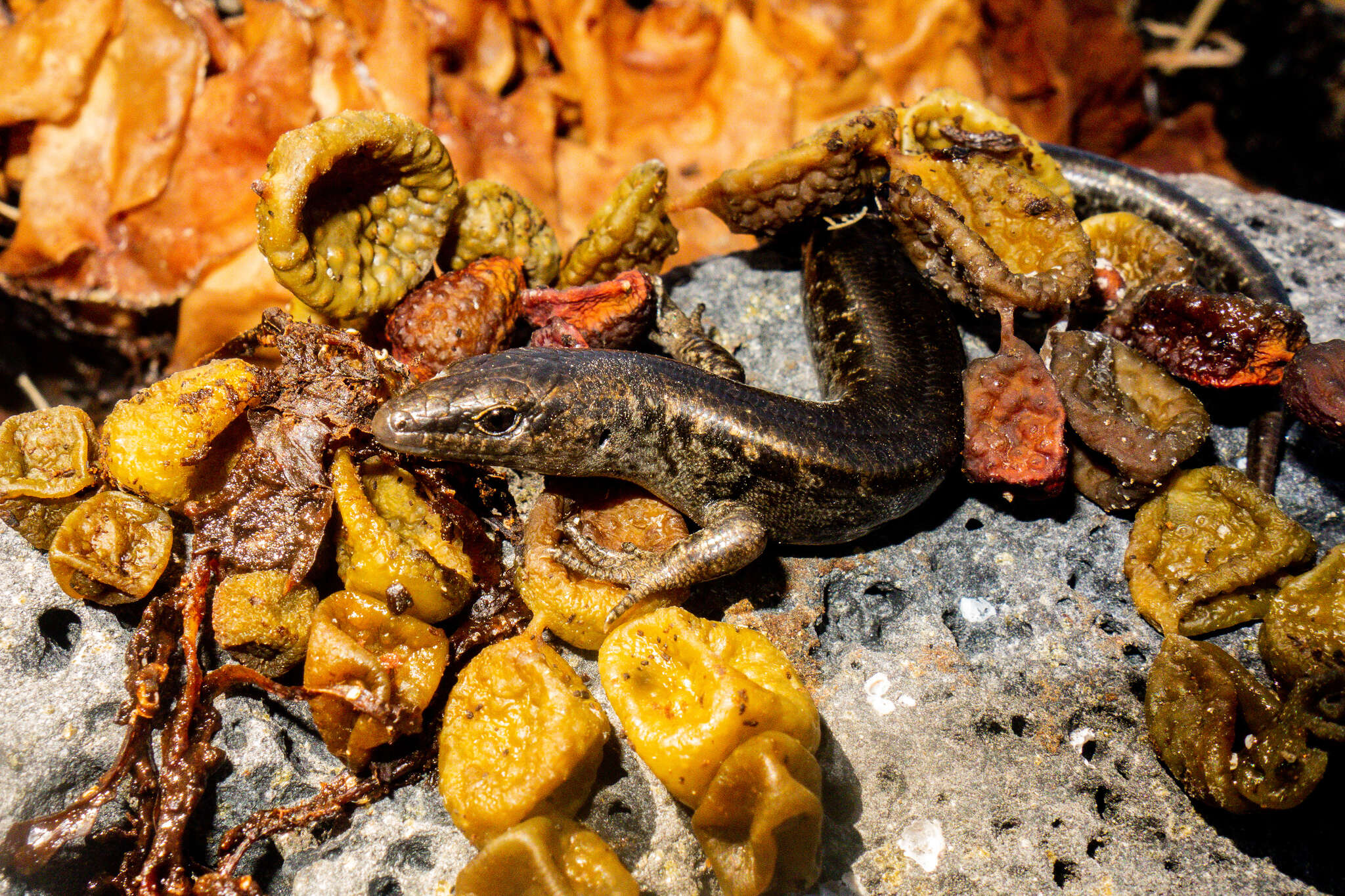 Image of Egg-laying Skink