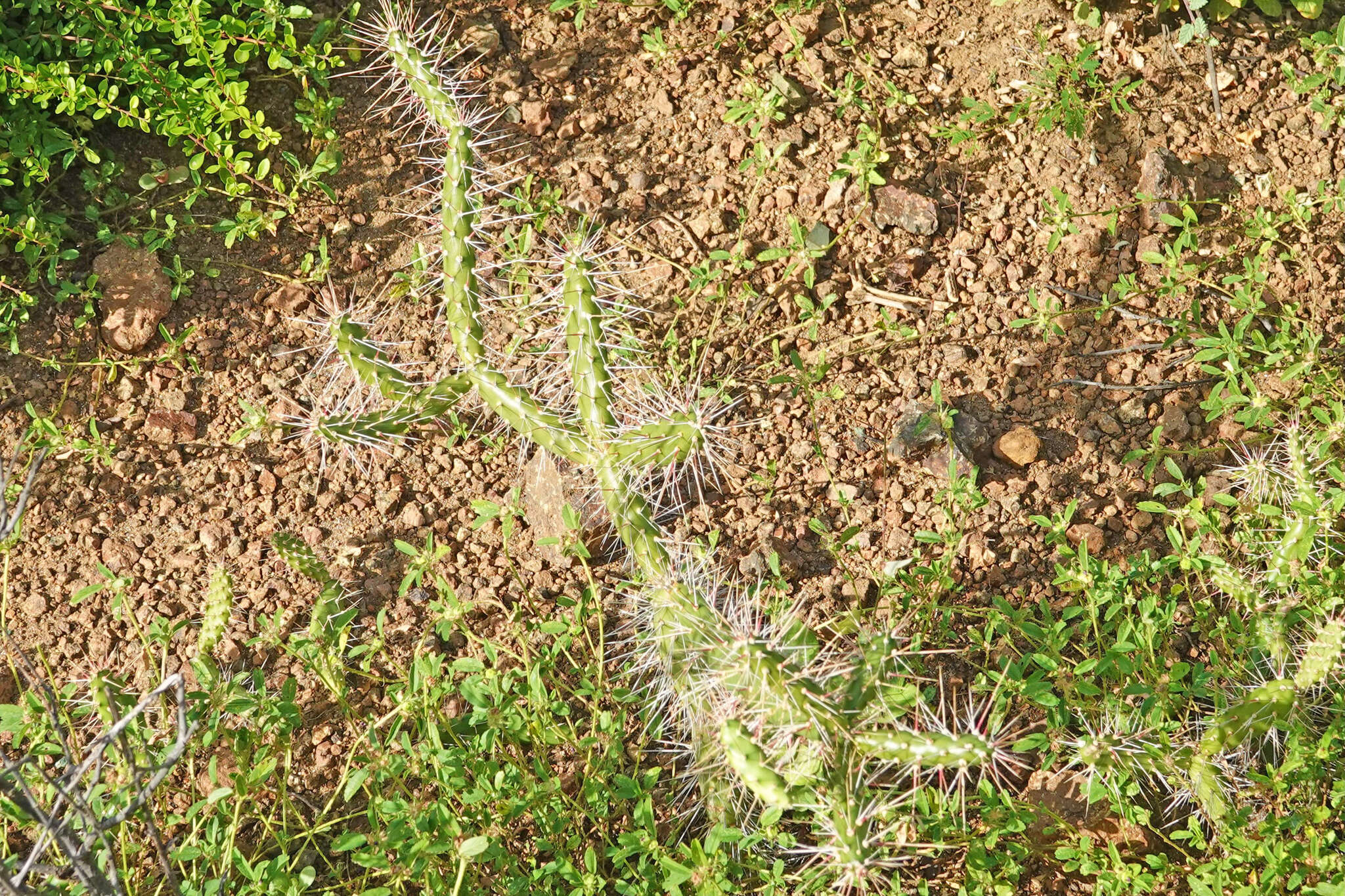 Image of Roving Pricklypear