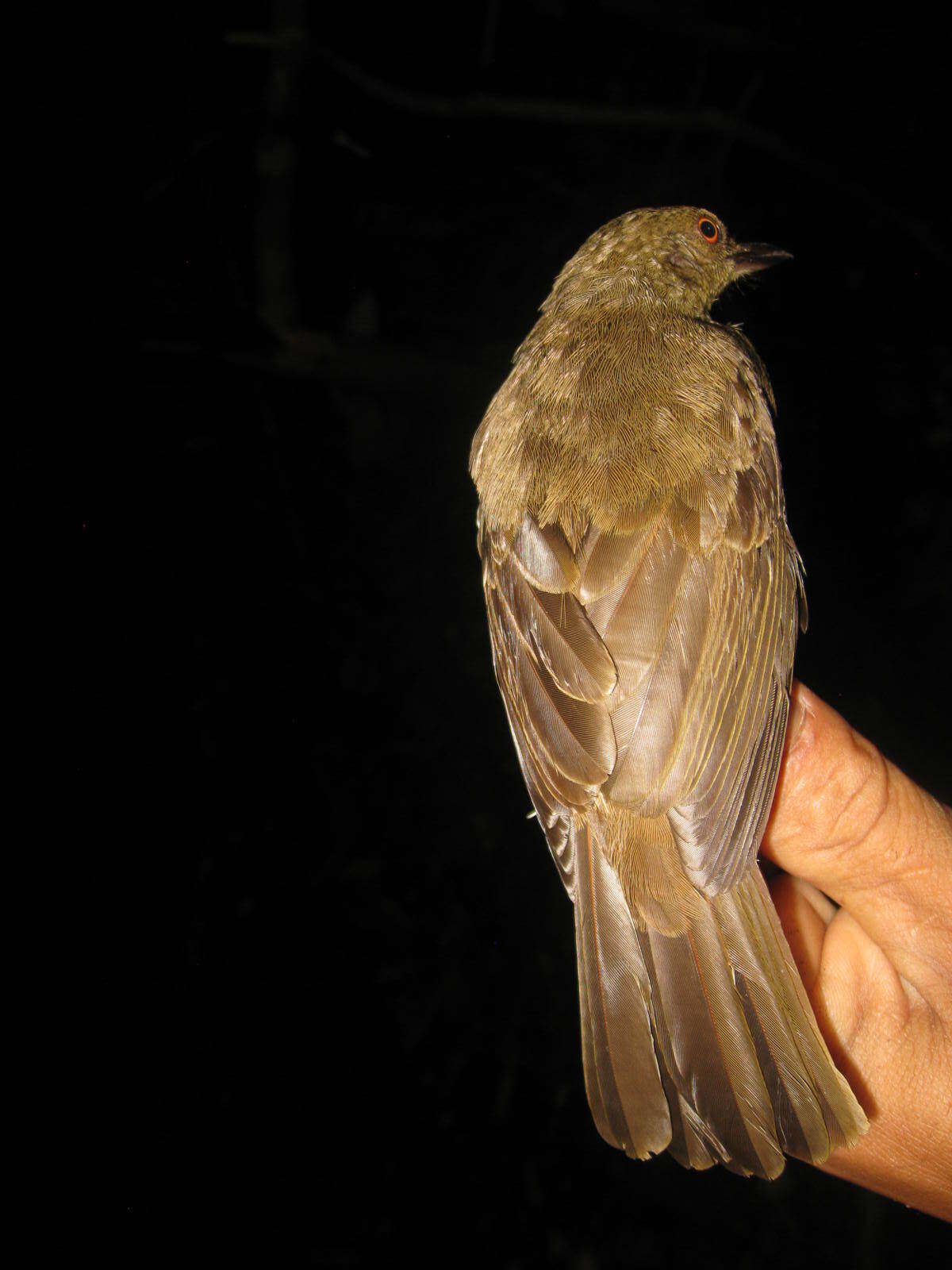 Image of Asian Red-eyed Bulbul