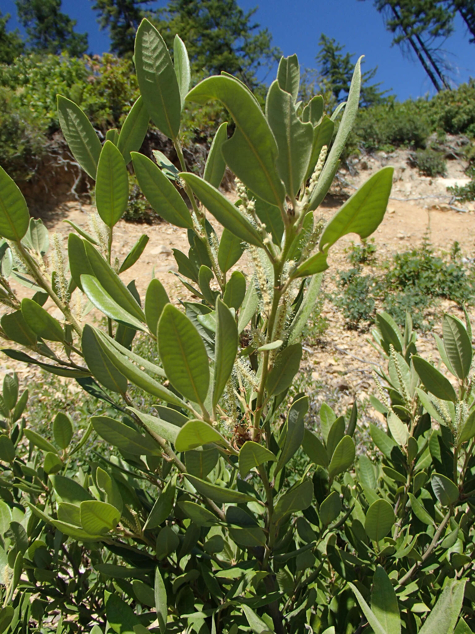 Imagem de Notholithocarpus densiflorus var. echinoides (R. Br. ter) Manos, Cannon & S. H. Oh