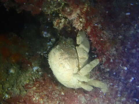 Image of Linnaeus's sponge crab