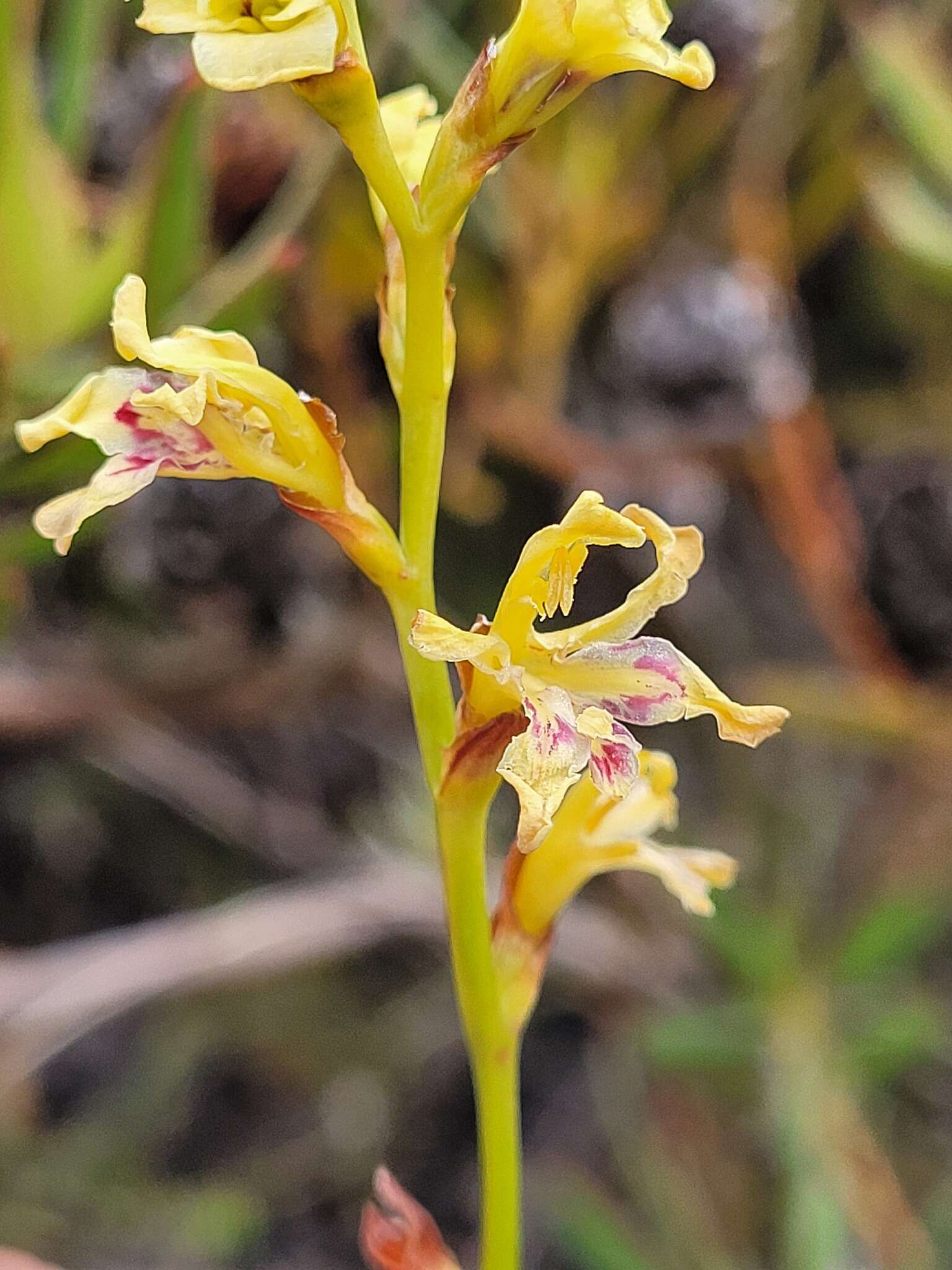 Imagem de Tritoniopsis unguicularis (Lam.) G. J. Lewis