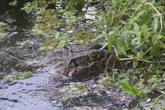 Image of Caiman latirostris latirostris (Daudin 1802)