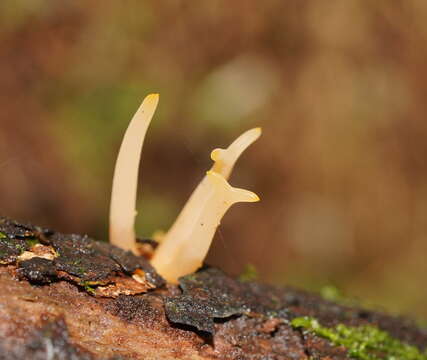 Image of Calocera fusca Lloyd 1925