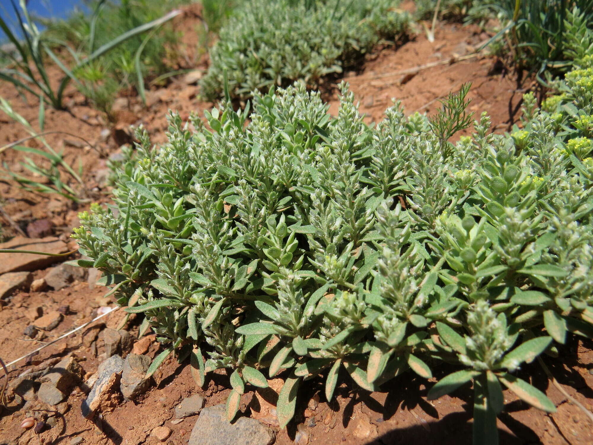 Sivun Alyssum szovitsianum Fisch. & C. A. Mey. kuva