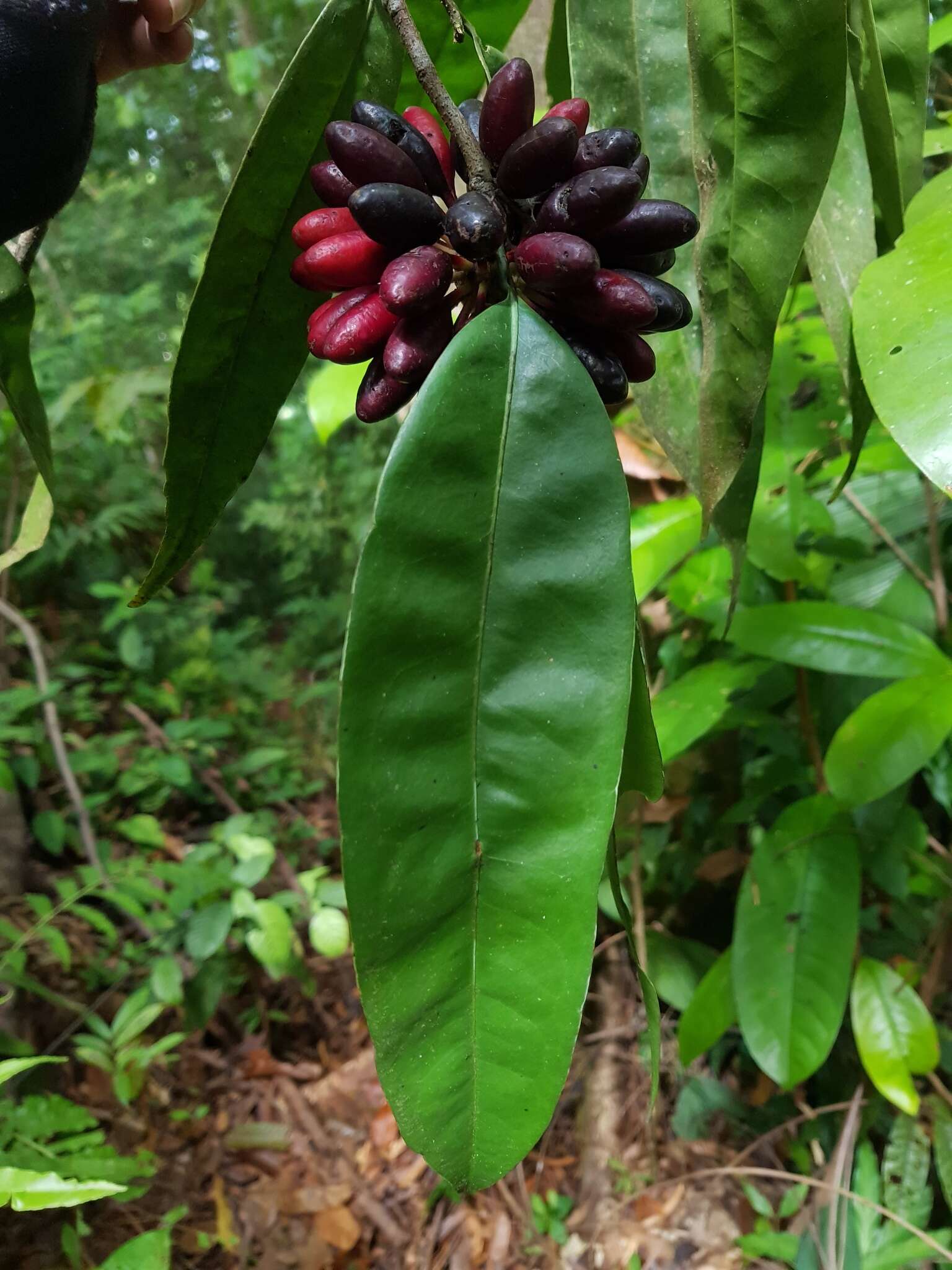 Image of Mosannona costaricensis (R. E. Fr.) Chatrou