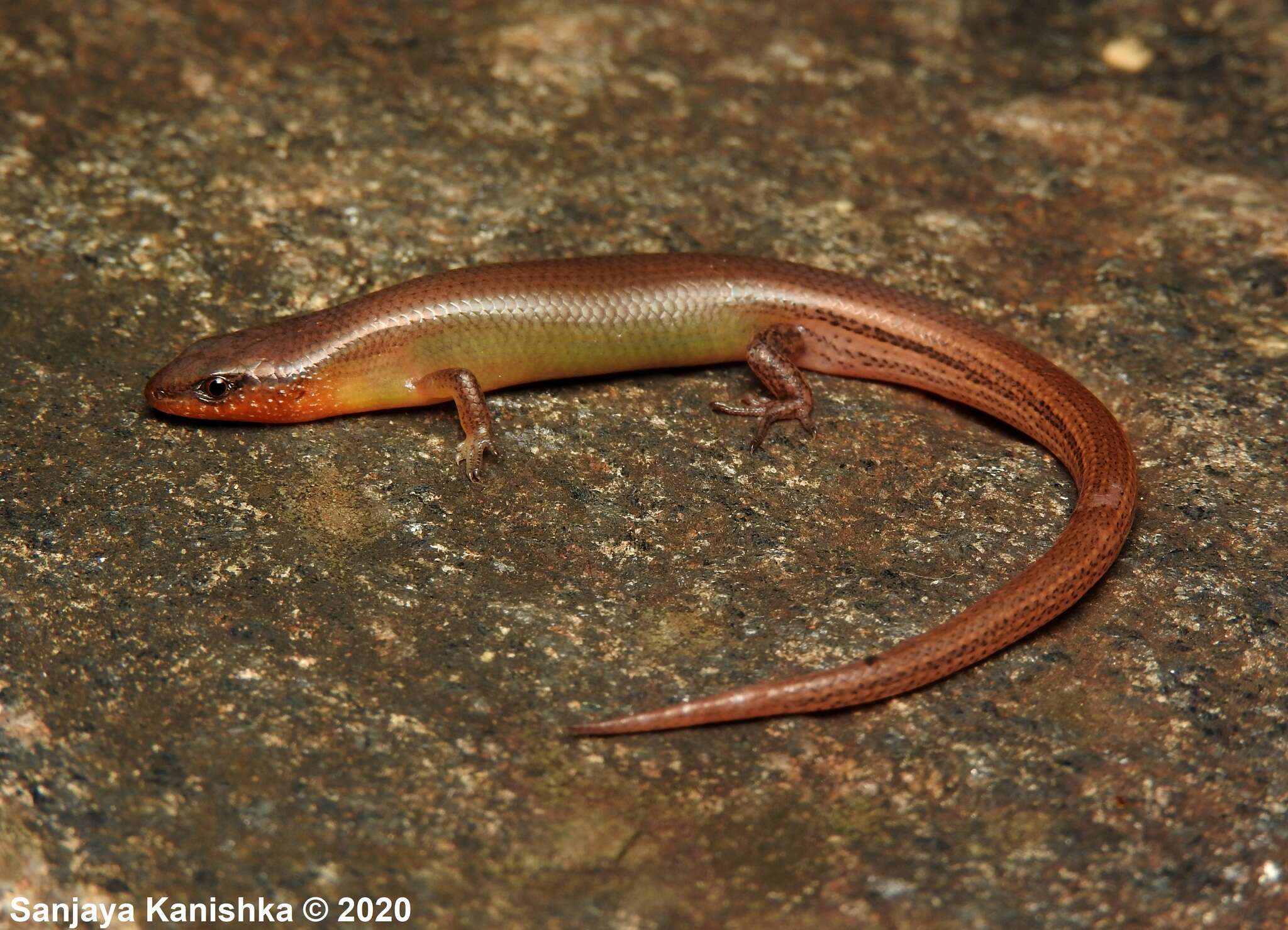 Image of Peters' Tree Skink