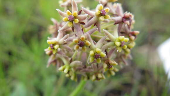 صورة Asclepias vicaria N. E. Br.