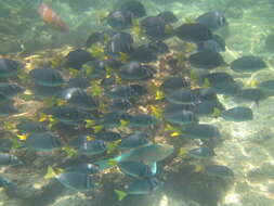 Image of Razor Surgeonfish