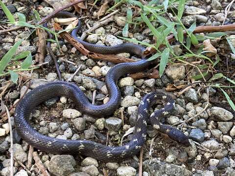 Image of Antilles Racer