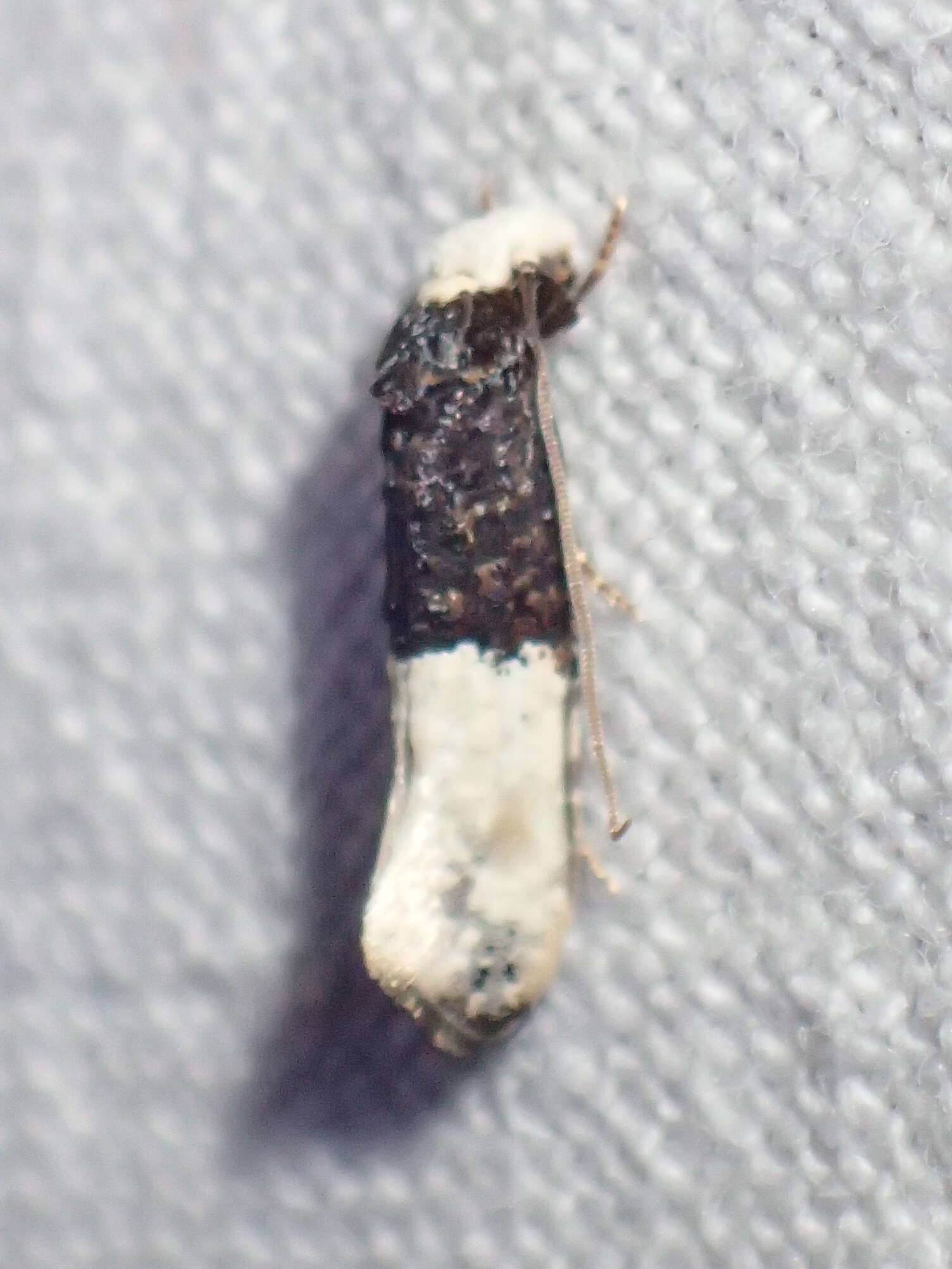 Image of Trichophaga bipartitella (Ragonot 1892)