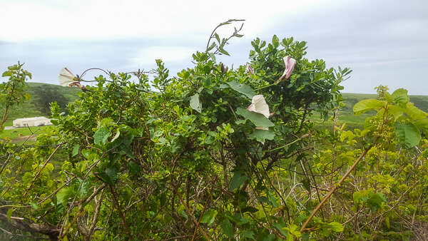 Image of Pacific false bindweed