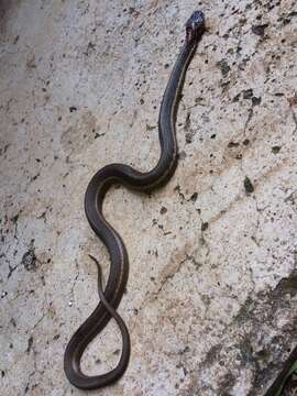 Image of Highland Garter Snake