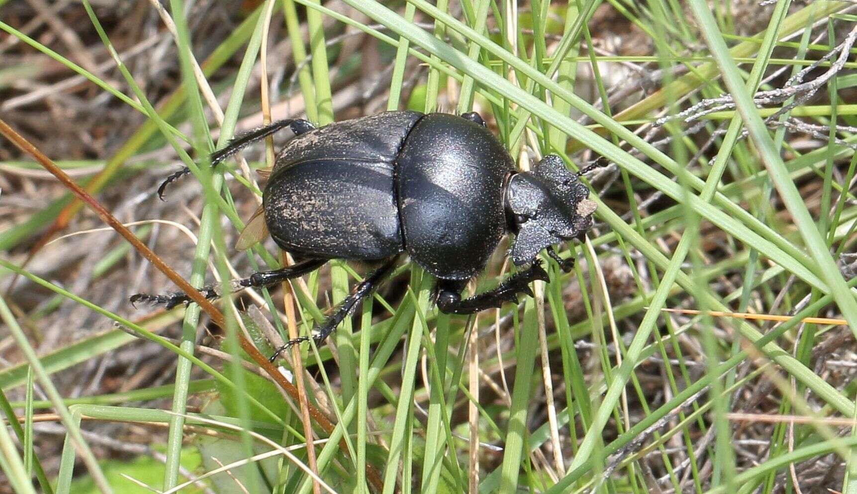 صورة Scarabaeus westwoodi Harold 1869