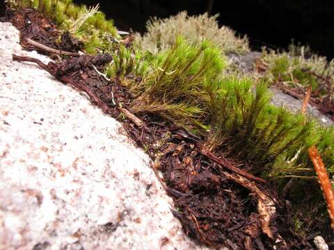 Image of campylopus moss