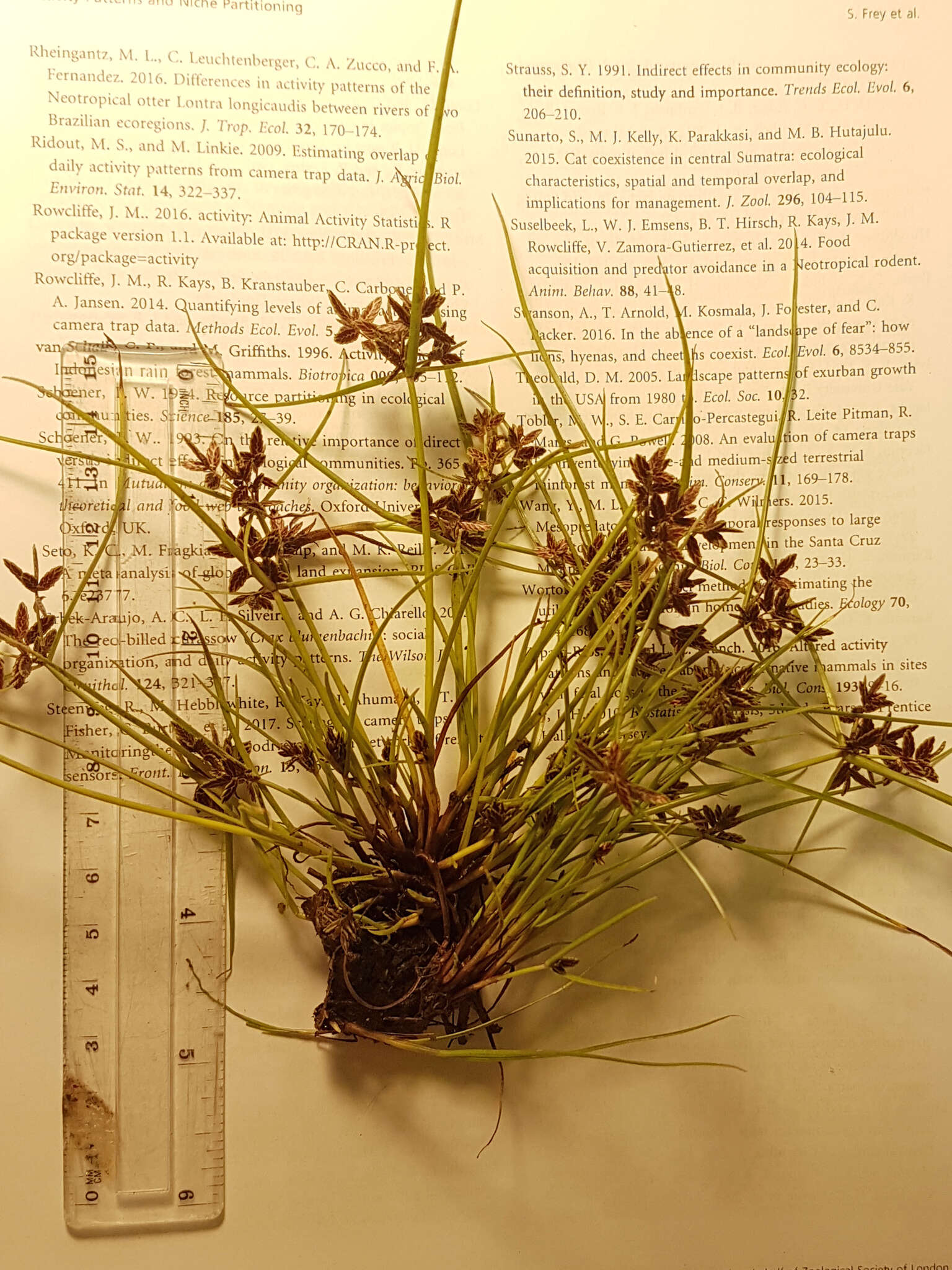 Image of slender flatsedge