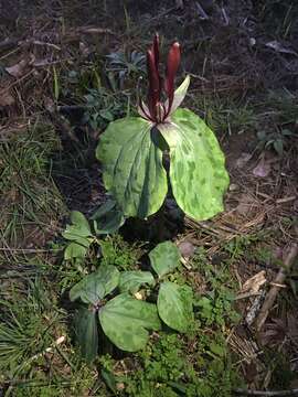 Image de Trillium maculatum Raf.