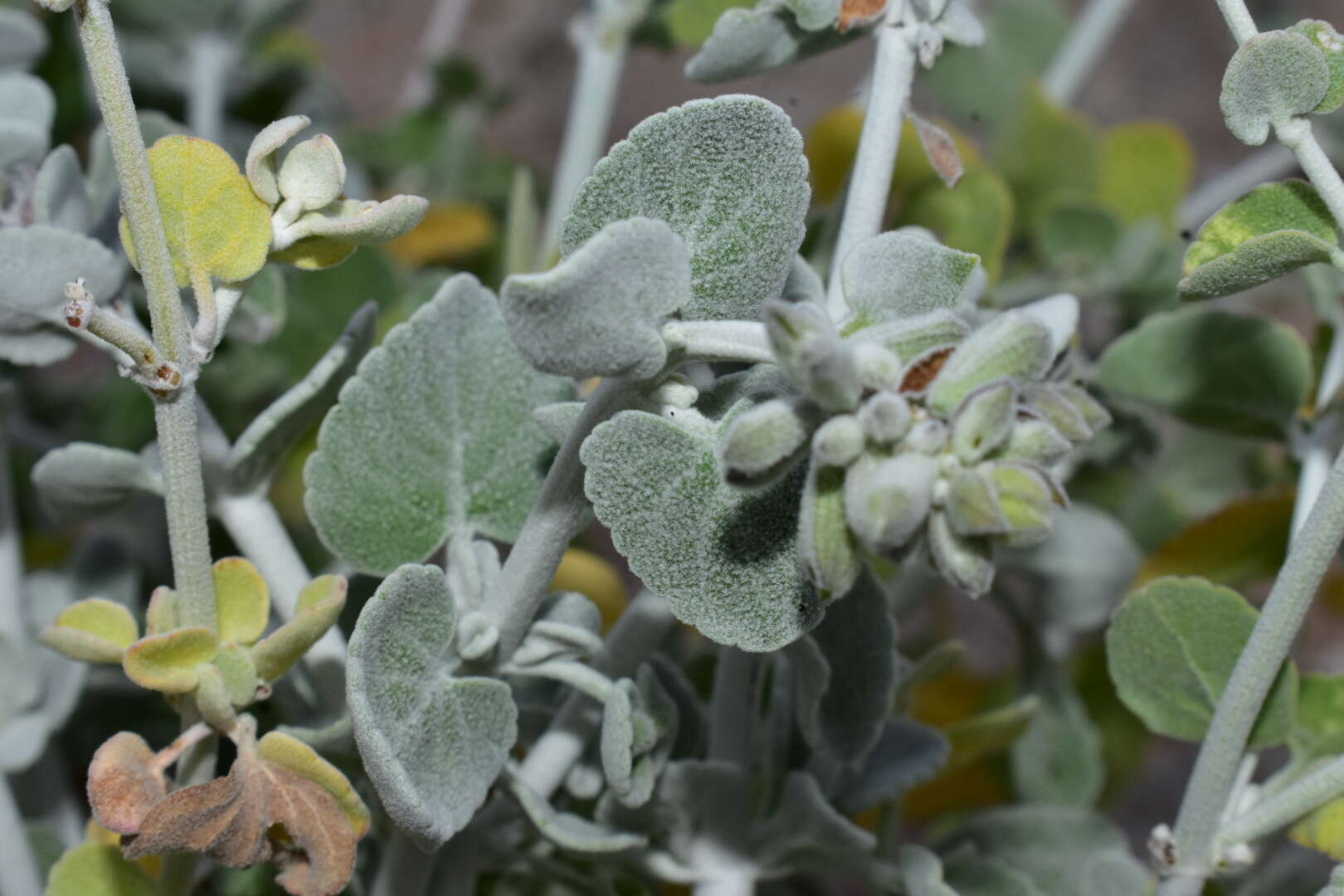 Imagem de Salvia cedrosensis Greene