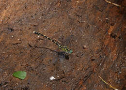 Image of Hemigomphus comitatus (Tillyard 1909)