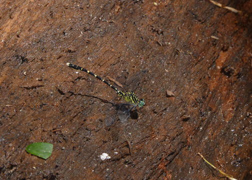 Image of Hemigomphus comitatus (Tillyard 1909)