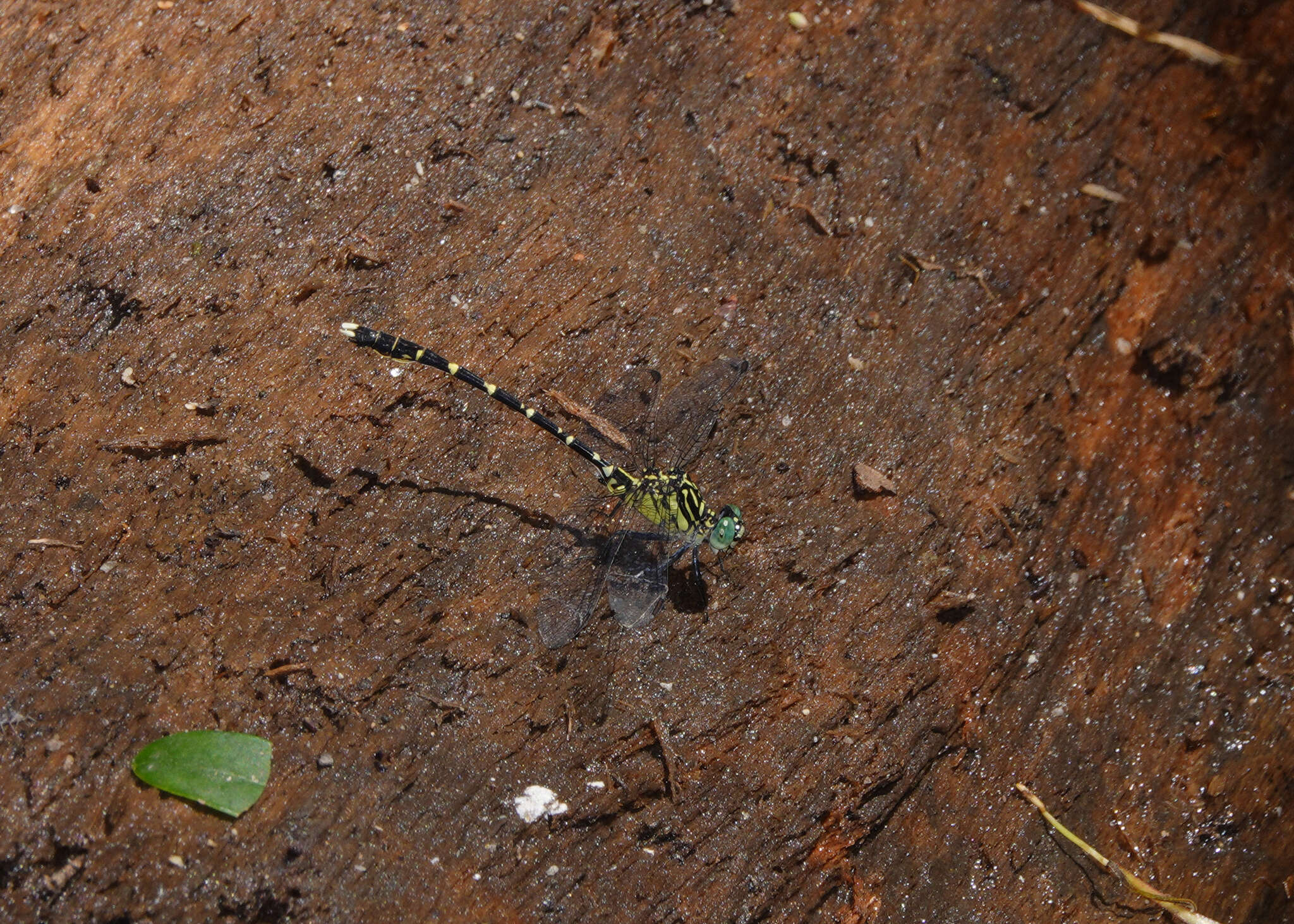 Image of Hemigomphus comitatus (Tillyard 1909)