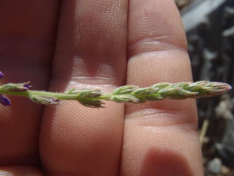 Image of hillside vervain