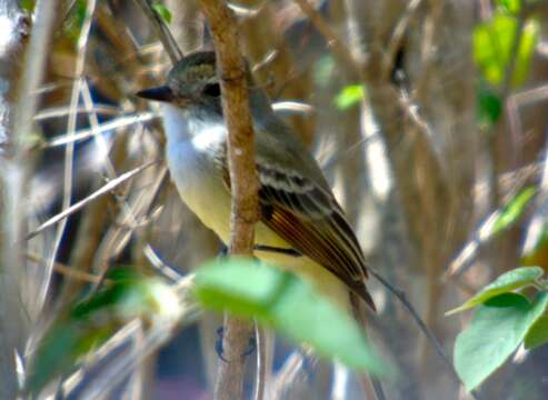 Image of Nutting's Flycatcher