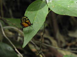 Image of Pteronymia latilla Hewitson 1854