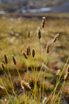 Plancia ëd Calamagrostis chrysantha (J. Presl) Steud.