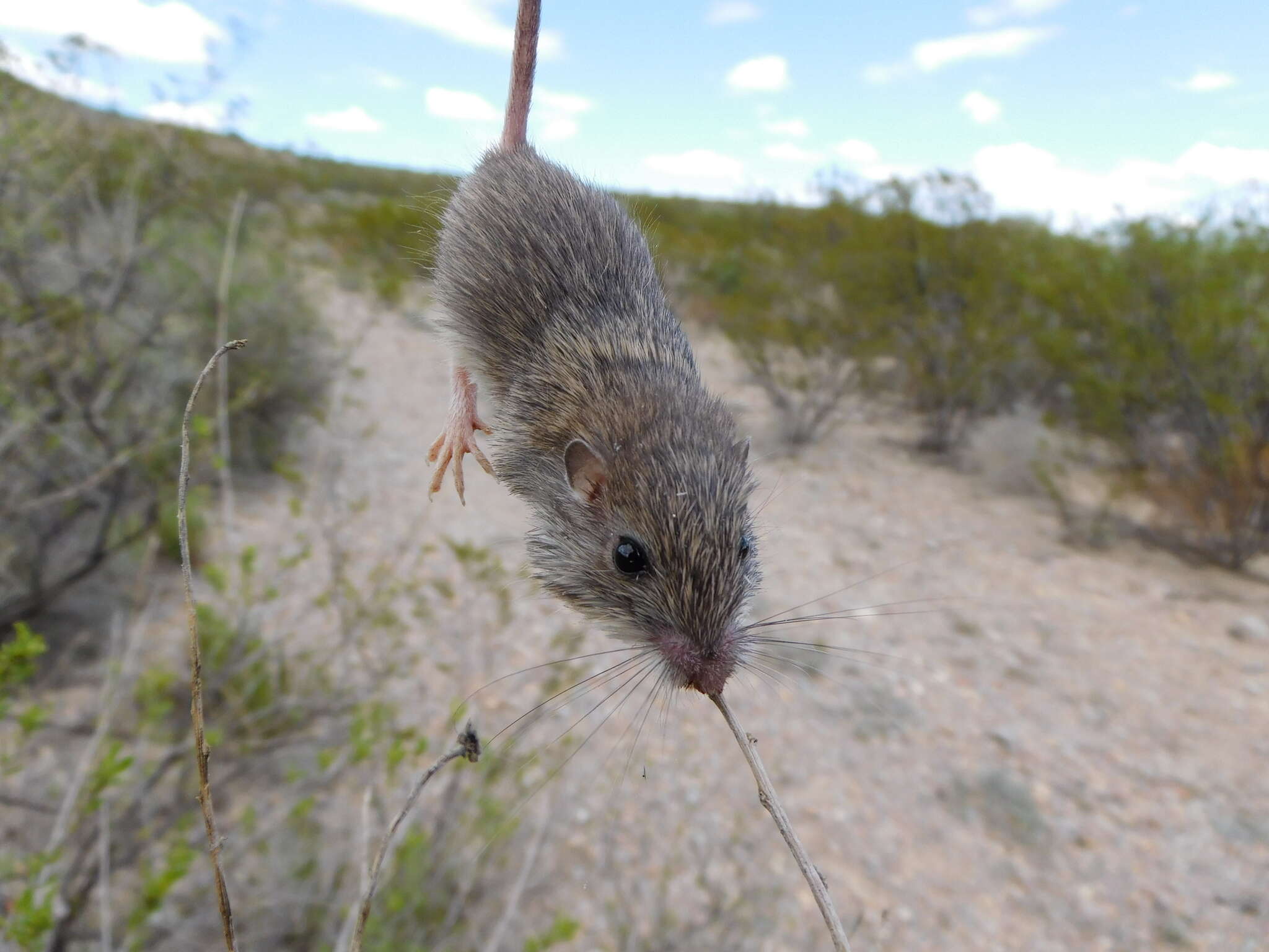 Image of Nelson's pocket mouse