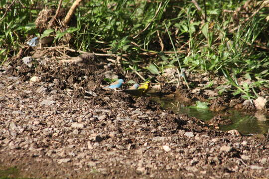 صورة Uraeginthus cyanocephalus (Richmond 1897)