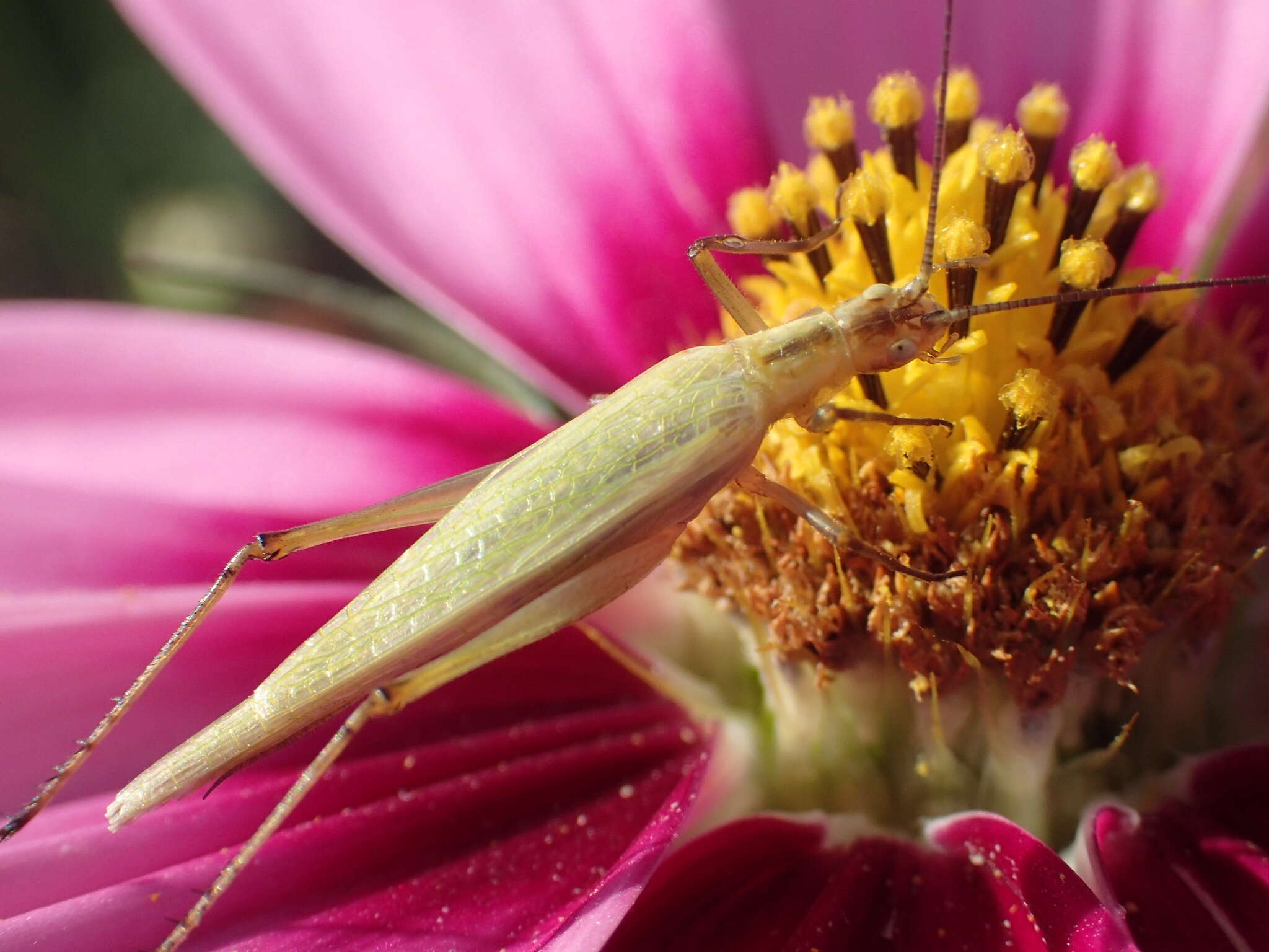 Image of Black-horned Tree Cricket