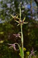 Fritillaria brandegeei Eastw. resmi