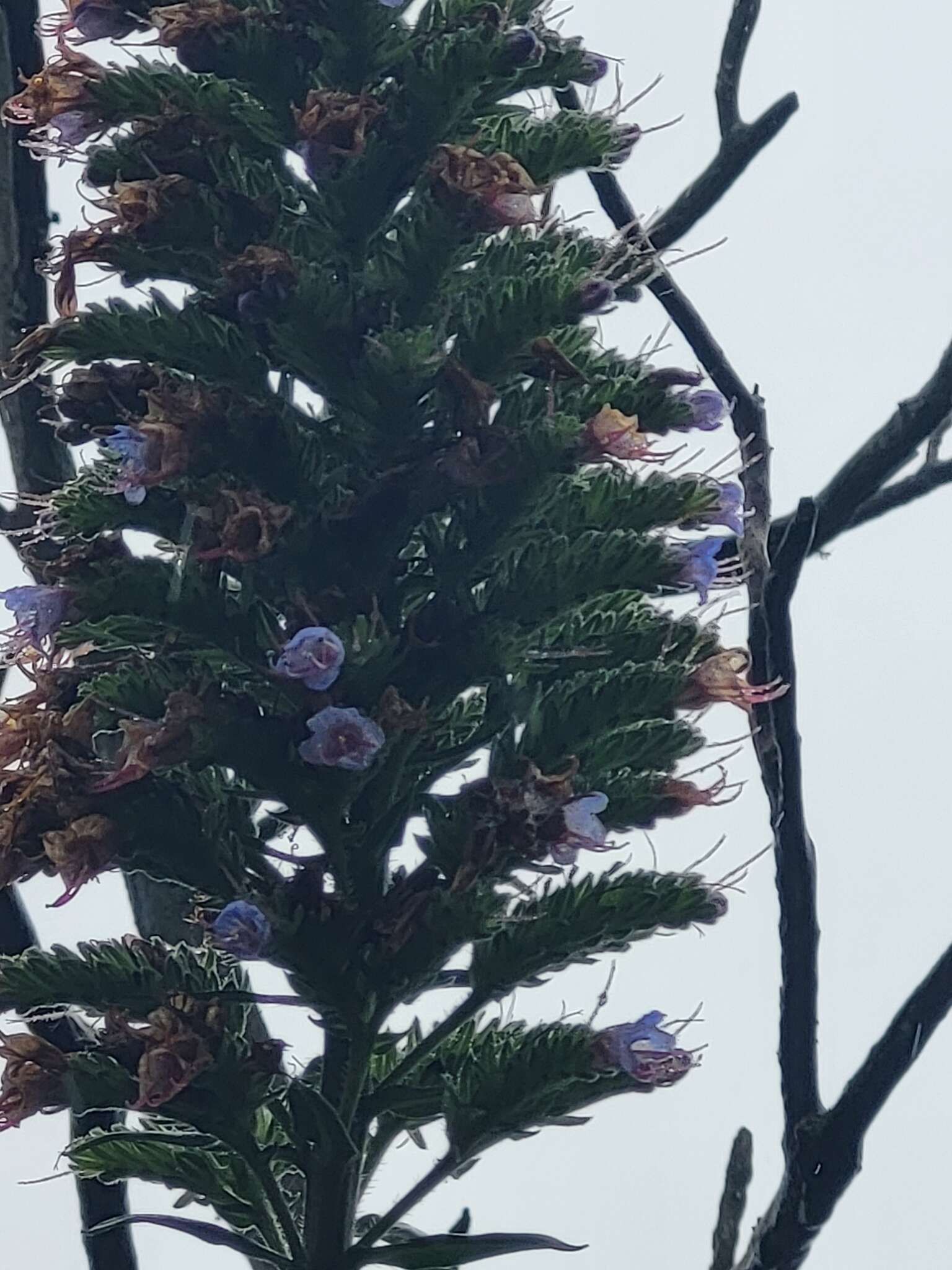 Imagem de Echium acanthocarpum Svent.