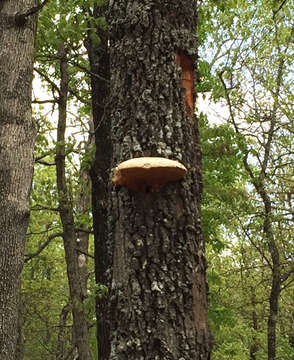 Ganoderma applanatum (Pers.) Pat. 1887的圖片