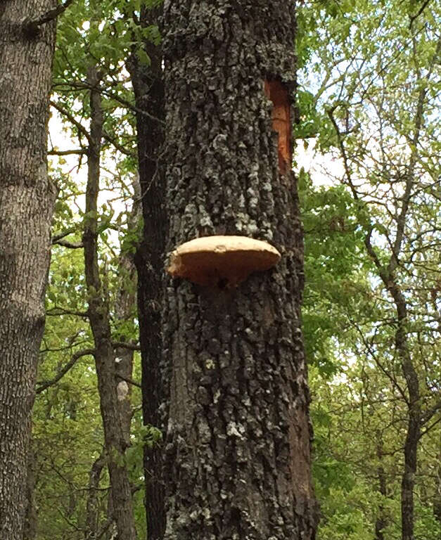 Ganoderma applanatum (Pers.) Pat. 1887的圖片