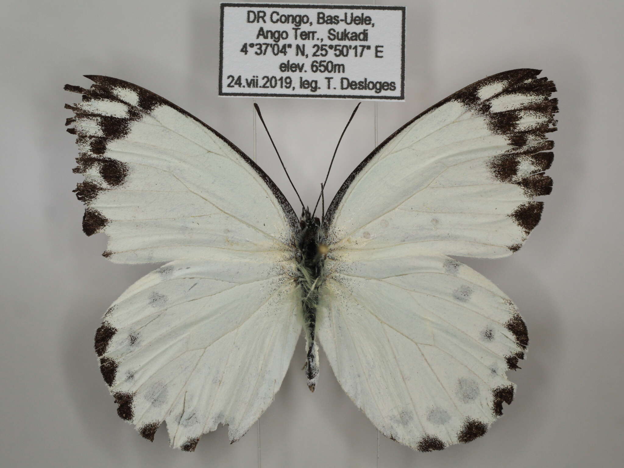 Image of Belenois theora (Doubleday 1846)