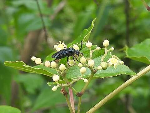 Image of <i>Arge similis</i>