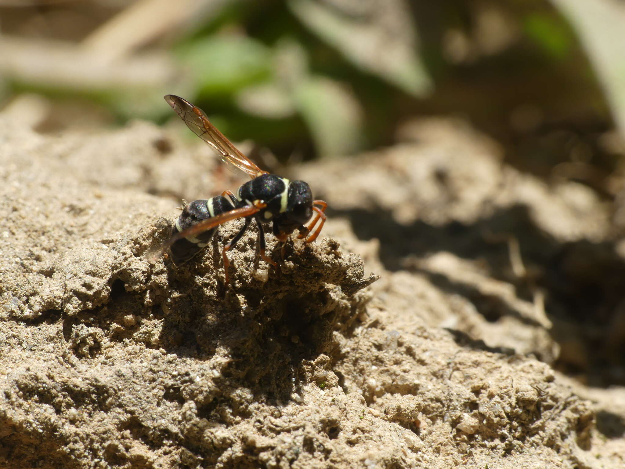 Plancia ëd Hypodynerus tuberculiventris (Spinosa 1851)