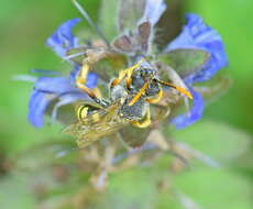 Image of Nomada sexfasciata Panzer 1799