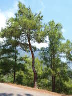 Image of Brutia Pine